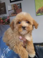 Coco, a female Miniature Goldendoodle for sale in Milwaukee, WI – 3 of 8