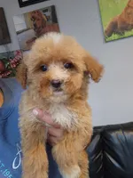 Coco, a female Miniature Goldendoodle for sale in Milwaukee, WI – 4 of 8