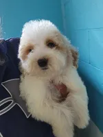Simba, a male Goldendoodle for sale in Milwaukee, WI – 3 of 4
