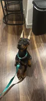 Doberman puppy , a male Doberman Pinscher for sale in Denton, TX – Photo 2 of 2