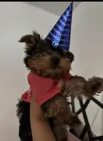 Yorkshire terrier , a male Yorkshire Terrier for sale in Denton, TX – Photo 2 of 2