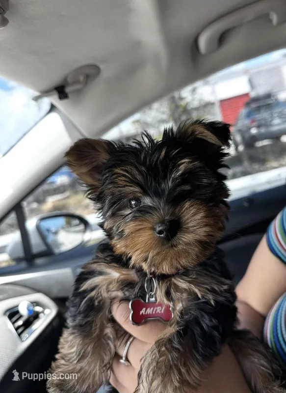 Yorkshire terrier , a male Yorkshire Terrier for sale in Denton, TX – Photo 1 of 2