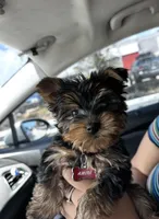 Yorkshire terrier , a male Yorkshire Terrier for sale in Denton, TX – Photo 1 of 2