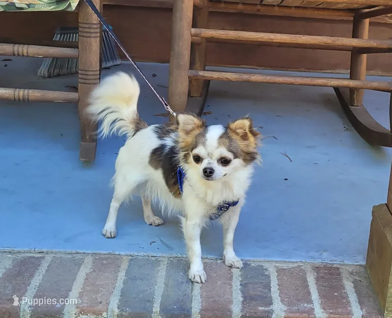 AKC Rapunzel 5 lbs – Chihuahua puppy for sale in Monetta, SC