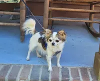 AKC Rapunzel 5 lbs, a female Chihuahua for sale in Monetta, SC – 1 of 3