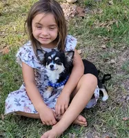 Lacey AKC CH Bloodlines, a female Chihuahua for sale in Monetta, SC – 3 of 4