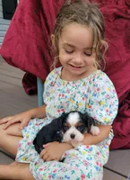 Gallant, a male Cavalier King Charles Spaniel for sale in Monetta, SC – 4 of 5