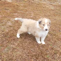 Noelle -Scotch Collie, a female Collie for sale in Monetta, SC – Photo 2 of 4