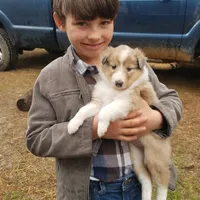 Noelle -Scotch Collie, a female Collie for sale in Monetta, SC – Photo 1 of 4