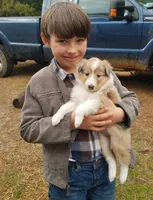 Noelle -Scotch Collie, a female Collie for sale in Monetta, SC – Photo 1 of 4