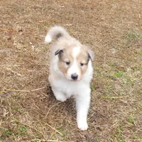 Noelle -Scotch Collie, a female Collie for sale in Monetta, SC – Photo 3 of 4