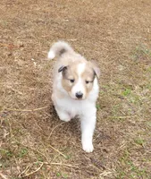 Noelle -Scotch Collie, a female Collie for sale in Monetta, SC – Photo 3 of 4