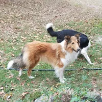 Noelle -Scotch Collie, a female Collie for sale in Monetta, SC – Photo 4 of 4