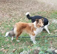 Noelle -Scotch Collie, a female Collie for sale in Monetta, SC – Photo 4 of 4