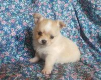 CH Sired Longcoat, a male Chihuahua for sale in Monetta, SC – Photo 1 of 4