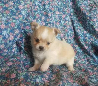 CH Sired Longcoat, a male Chihuahua for sale in Monetta, SC – Photo 3 of 4