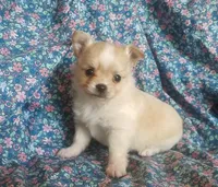 CH Sired Longcoat, a male Chihuahua for sale in Monetta, SC – Photo 4 of 4