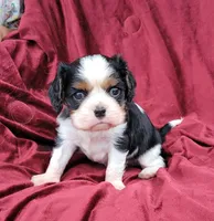 Gallant, a male Cavalier King Charles Spaniel for sale in Monetta, SC – 1 of 5