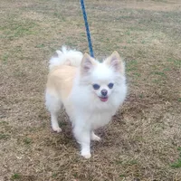 Bear - housetrained, a male Chihuahua for sale in Monetta, SC – Photo 1 of 3