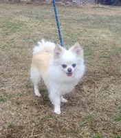 Bear - housetrained, a male Chihuahua for sale in Monetta, SC – Photo 1 of 3