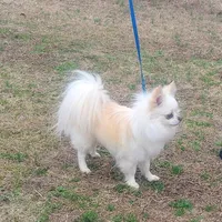 Bear - housetrained, a male Chihuahua for sale in Monetta, SC – Photo 3 of 3