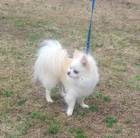 Bear - housetrained, a male Chihuahua for sale in Monetta, SC – Photo 2 of 3