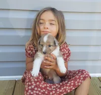 Fergus, a male Collie for sale in Monetta, SC – Photo 4 of 5