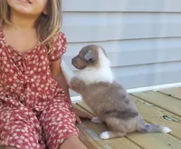 Fergus, a male Collie for sale in Monetta, SC – Photo 3 of 5