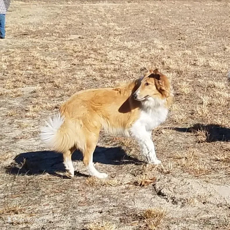 Fergus, a male Collie for sale in Monetta, SC – Photo 1 of 5
