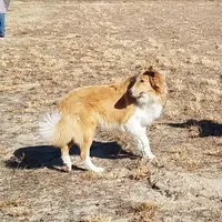 Fergus, a male Collie for sale in Monetta, SC – Photo 1 of 5