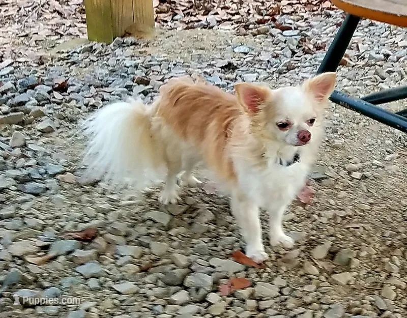 Benji Housetrained & Neutered