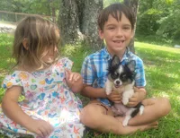 CH Sired AKC Longcoat, a male Chihuahua for sale in Monetta, SC – Photo 5 of 5