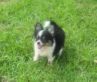 CH Sired AKC Longcoat, a male Chihuahua for sale in Monetta, SC – Photo 3 of 5