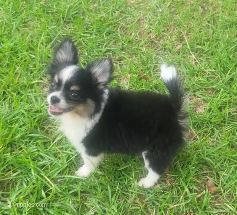 CH Sired AKC Longcoat