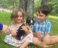 CH Sired AKC Longcoat, a male Chihuahua for sale in Monetta, SC – Photo 4 of 5