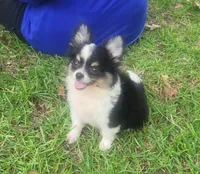 CH Sired AKC Longcoat, a male Chihuahua for sale in Monetta, SC – Photo 2 of 5