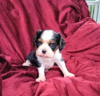 Gallant, a male Cavalier King Charles Spaniel for sale in Monetta, SC – 3 of 5