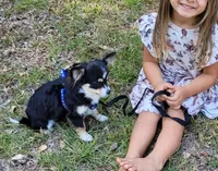 Lacey AKC CH Bloodlines, a female Chihuahua for sale in Monetta, SC – 2 of 4