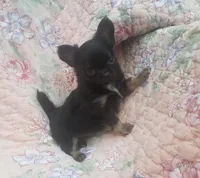 CH Sired Small AKC Longcoat, a male Chihuahua for sale in Monetta, SC – Photo 6 of 9