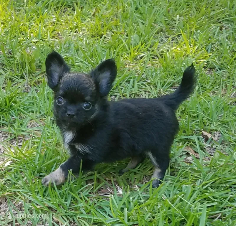 CH Sired Small AKC Longcoat, a male Chihuahua for sale in Monetta, SC – Photo 1 of 9