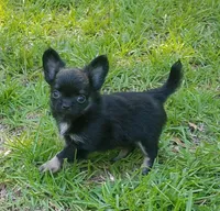 CH Sired Small AKC Longcoat, a male Chihuahua for sale in Monetta, SC – Photo 1 of 9