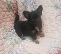 CH Sired Small AKC Longcoat, a male Chihuahua for sale in Monetta, SC – Photo 7 of 9