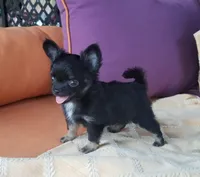 CH Sired Small AKC Longcoat, a male Chihuahua for sale in Monetta, SC – Photo 4 of 9