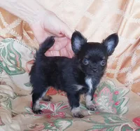 CH Sired Small AKC Longcoat, a male Chihuahua for sale in Monetta, SC – Photo 3 of 9