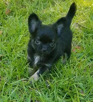 CH Sired Small AKC Longcoat, a male Chihuahua for sale in Monetta, SC – Photo 2 of 9