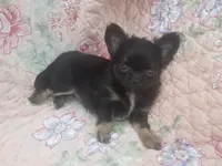 CH Sired Small AKC Longcoat, a male Chihuahua for sale in Monetta, SC – Photo 5 of 9