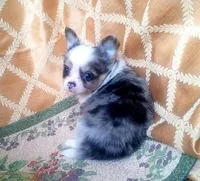 CH Sired Longcoat Merle, a male Chihuahua for sale in Monetta, SC – Photo 5 of 5