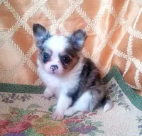 CH Sired Longcoat Merle, a male Chihuahua for sale in Monetta, SC – Photo 2 of 5