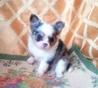 CH Sired Longcoat Merle, a male Chihuahua for sale in Monetta, SC – Photo 1 of 5