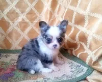 CH Sired Longcoat Merle, a male Chihuahua for sale in Monetta, SC – Photo 4 of 5